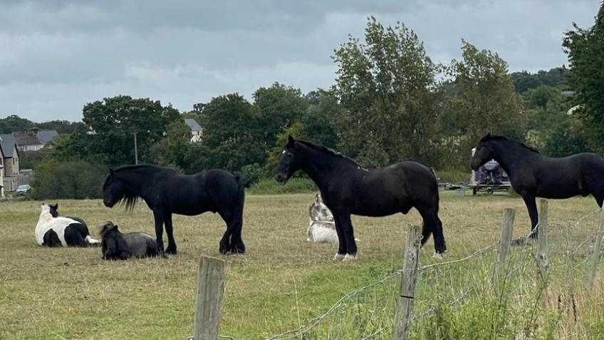 Gee gees ranch & rescue CIC Bury St Edmunds - a Community crowdfunding ...