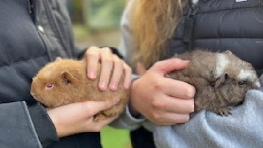 Photo inspiration: Picture Idea: Guinea Pig Therapy Cafe At The Garden House