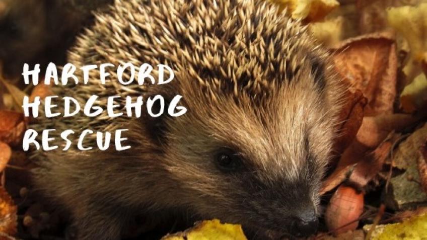 Help Hartford Hedgehog Rescue - a Charities crowdfunding project in ...