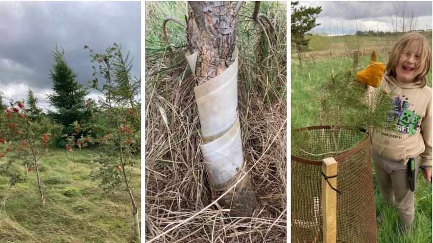 Let's Remove & Recycle 16,000 Plastic Tree Guards! - a Environment ...