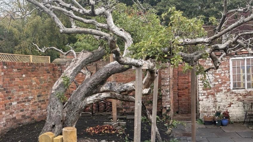 Protect the Roots of the Mother Bramley Tree - a Community crowdfunding ...