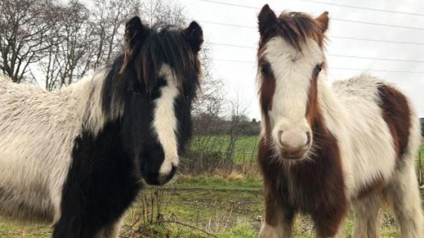 Pony Rescue - a Charities crowdfunding project in Eccleshall by Lorna ...