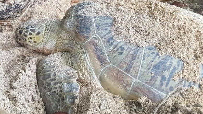 Raise funds for boat engine at Kapas Turtles - a Personal Causes ...
