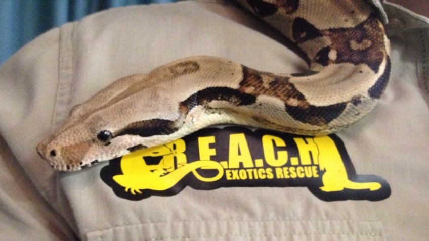 REACH Exotics Rescue Roadshow - a Community crowdfunding project in ...