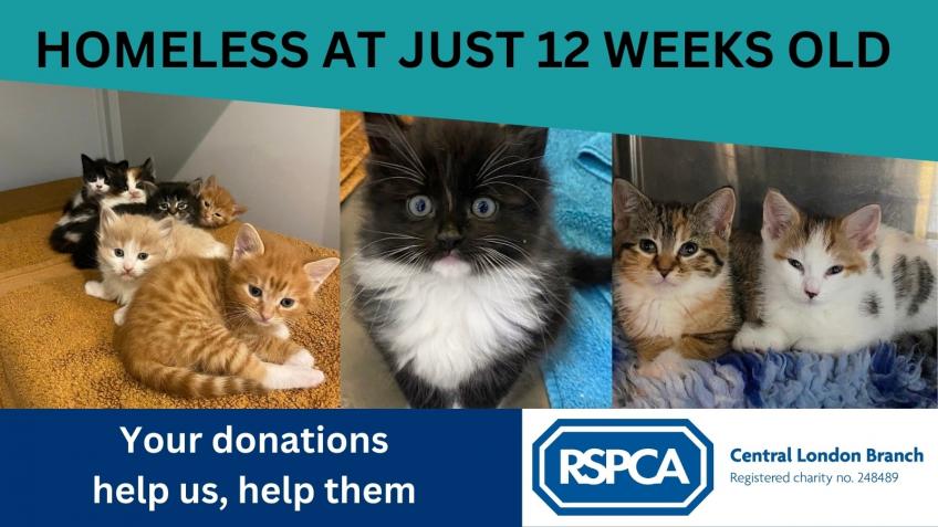 Royal Society for the Prevention of Cruelty to Animals Central London ...