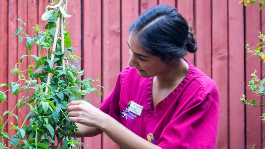 The NHS Forest Project - Sponsor Tree Planting - a Environment ...