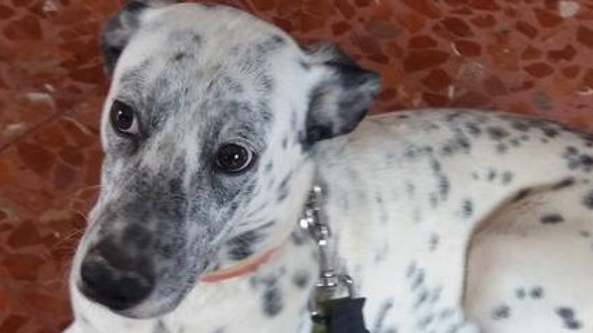 Urgent help needed for dog rescue - a Personal Causes crowdfunding ...