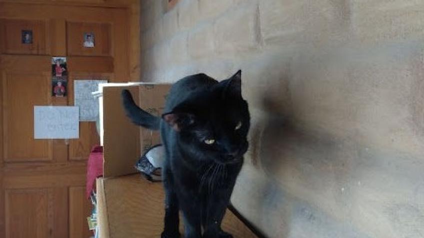 USA Trans Man and his Cat; feel persecuted. - a Personal Causes ...