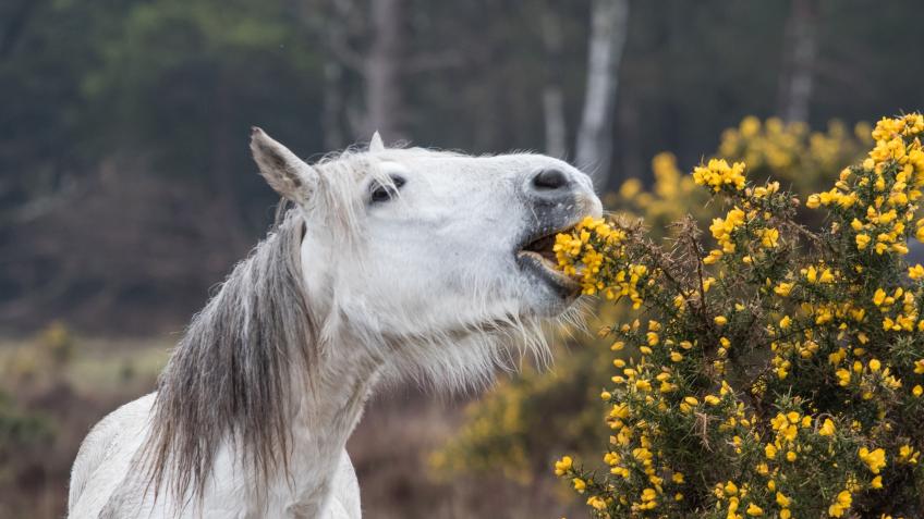 Double your impact - support Welsh Rewilding today - a Environment ...
