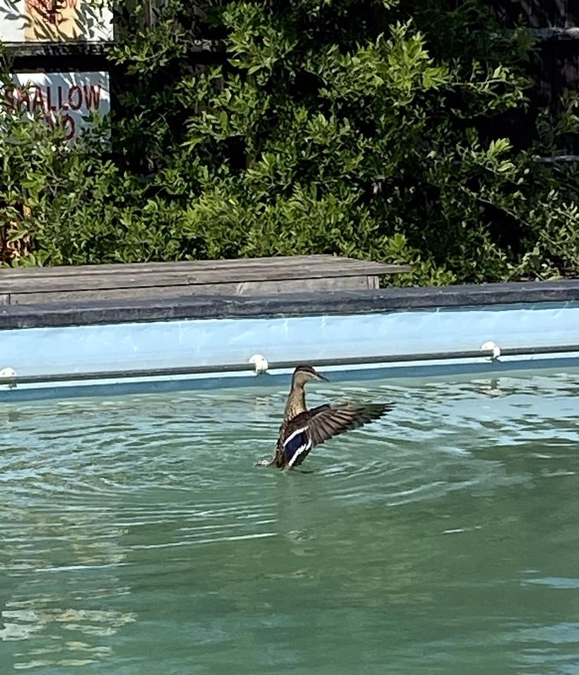 Get Whitchurch Swimming! a Community crowdfunding project in