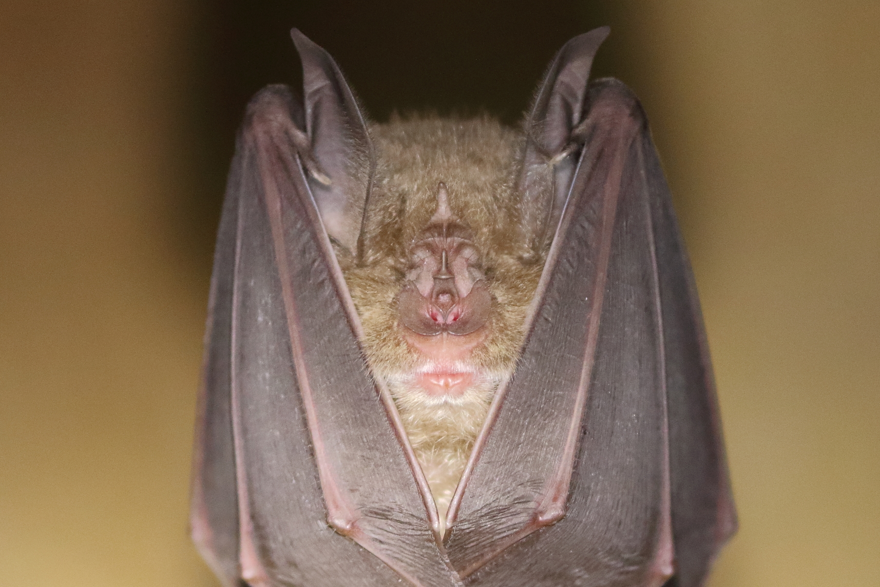 Devon Greater Horseshoe Bats - a Charities crowdfunding project in by ...