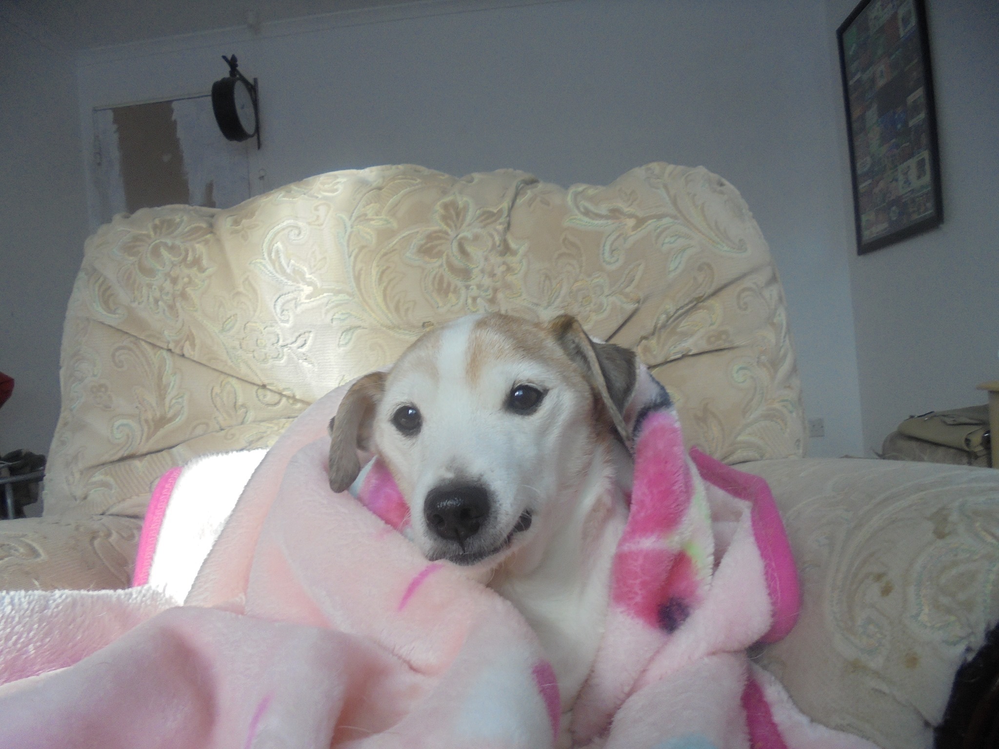 FOR MY 17 YEAR OLD DOG BUDDY a Personal Causes crowdfunding project