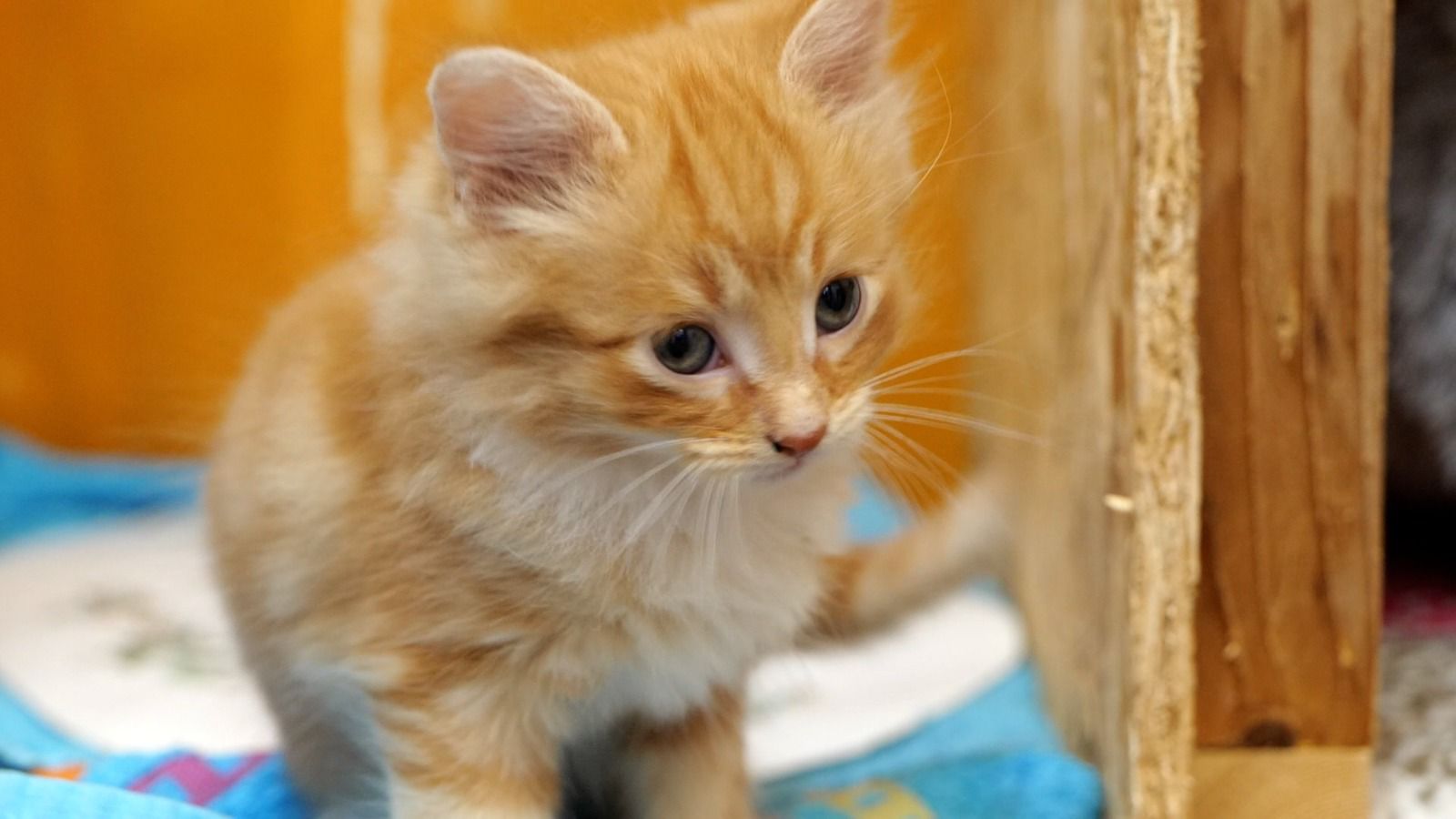 Save PAWS Help save our rescue from closure! a Charities