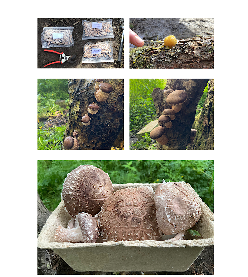 Indigenous & The Mushroom Hives Cornwall a Food and Drink