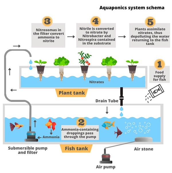 Aquaponics a better solution a Food and Drink crowdfunding project