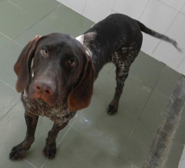 Bracco italiano sales rehome