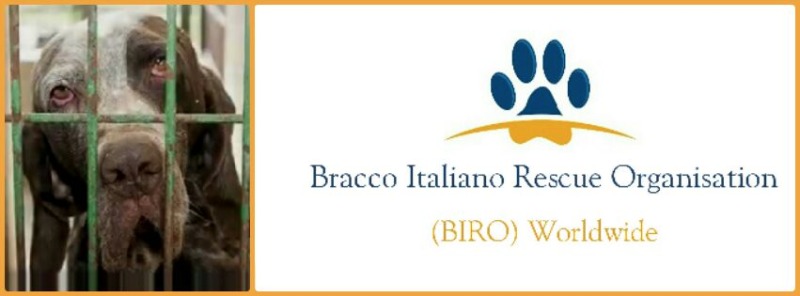 Bracco Italiano Rescue Organisation A Community Crowdfunding Project In By Biro