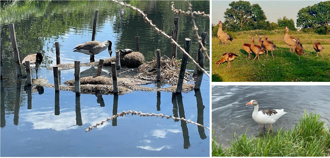 water fowl in firs farm wetlands