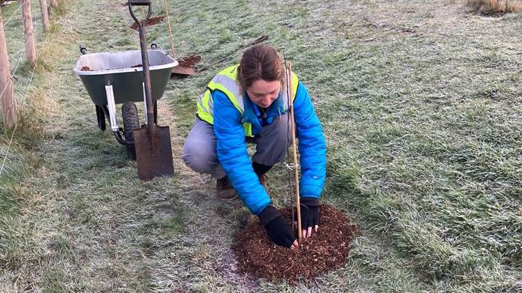 The NHS Forest Project - Sponsor Tree Planting - a Environment ...