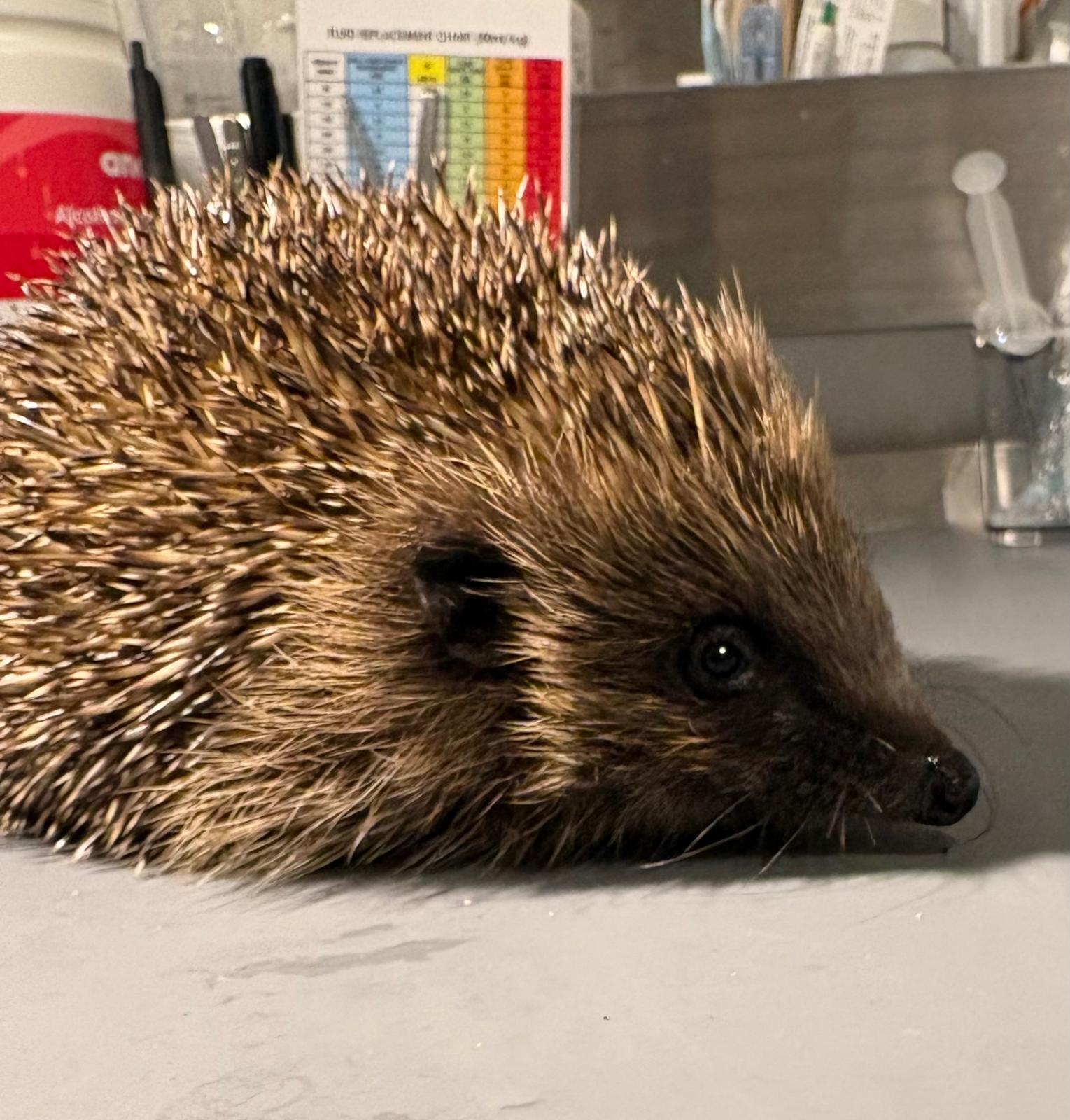 Garforth Hedgehog Rescue The Waterhayes Forever Hedgehog Sanctuary - a Community crowdfunding ...