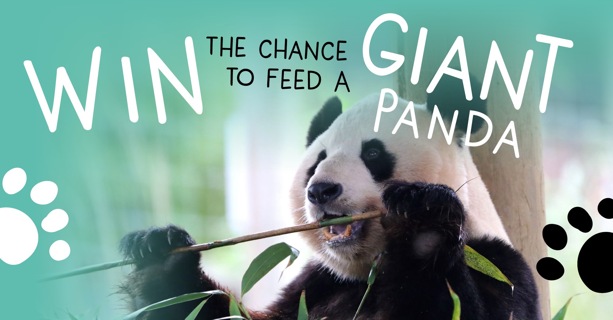 Win! Feed a giant panda - March Draw - a Environment crowdfunding project  in Edinburgh by Edinburgh Zoo