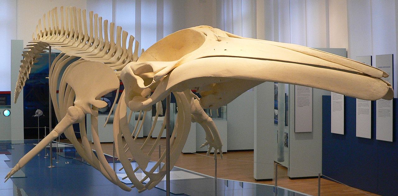 1652020080_minke_whale.jpg