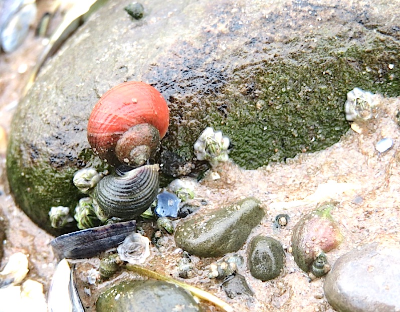 1652020319_snail.jpg