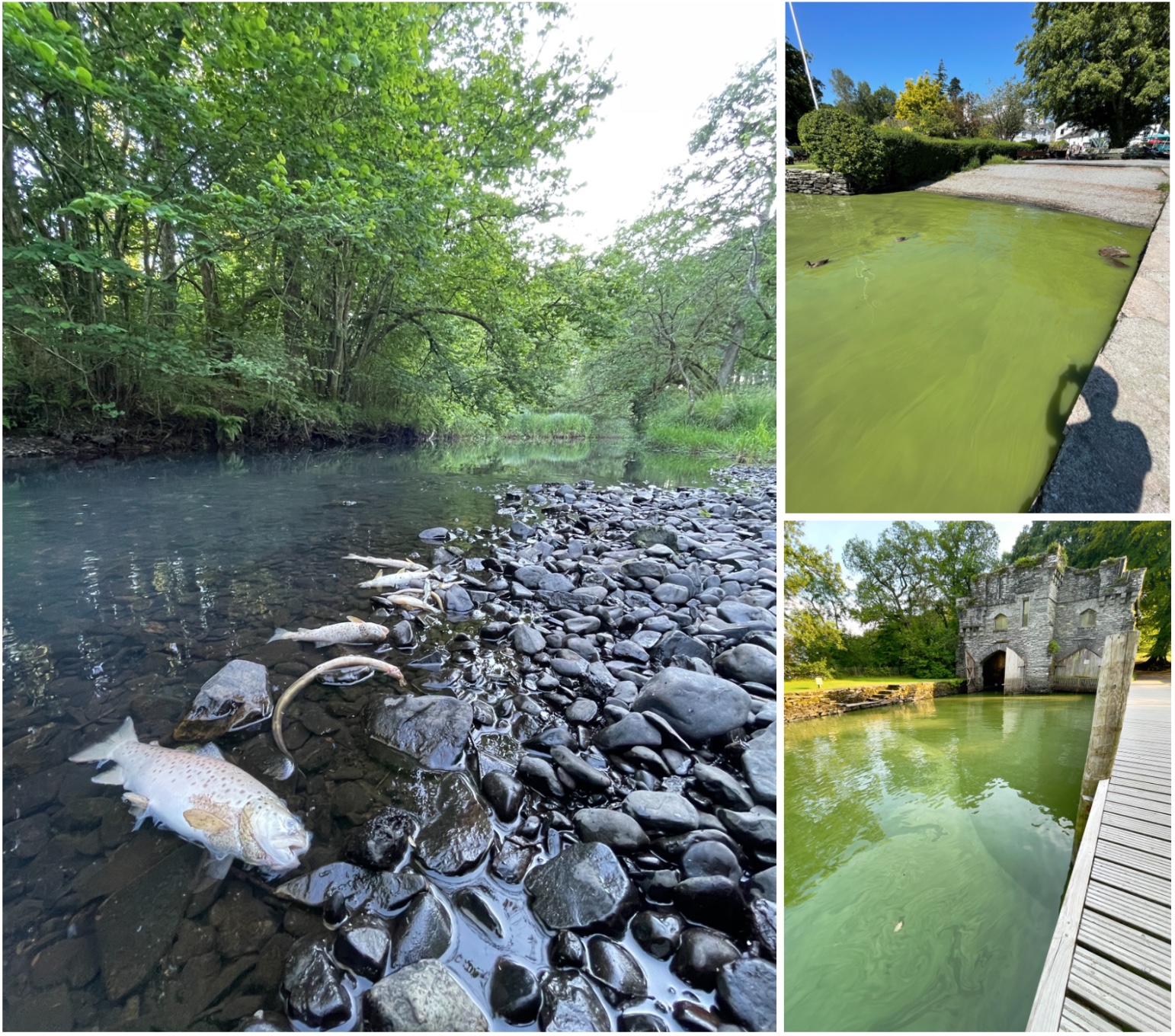 Save Windermere a Community crowdfunding project in Windermere by