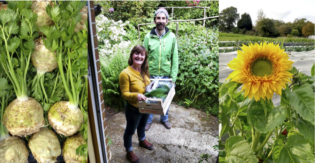 Pea Pod Veg a crowdfunding project in Hastings by Pea Pod Veg