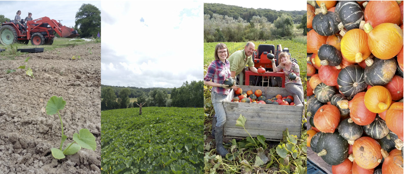 Pea Pod Veg a crowdfunding project in Hastings by Pea Pod Veg