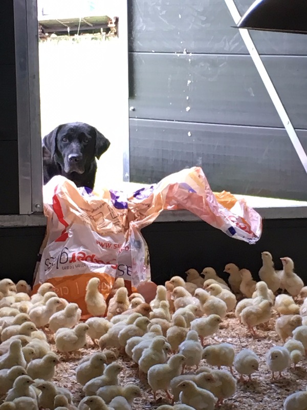 St Brides Farm a crowdfunding project in Strathaven by Robert Morris