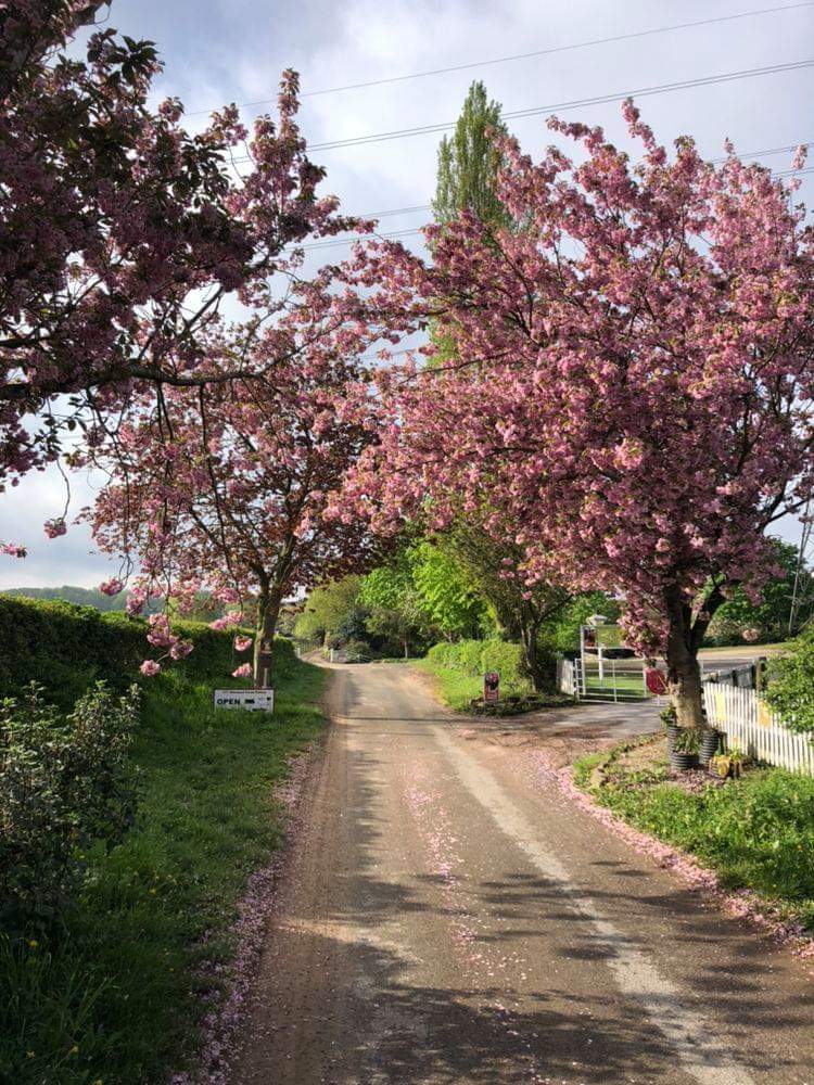 Support our Nursery a Business crowdfunding project in Kings