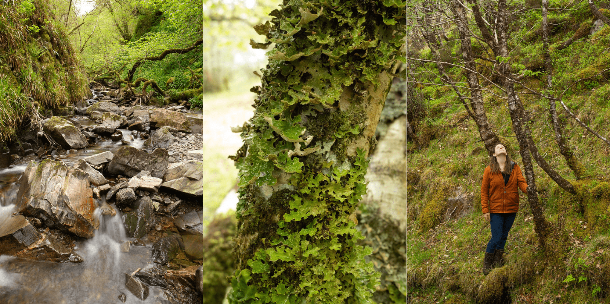 Win a trip to the Scottish rainforest - a Environment crowdfunding ...