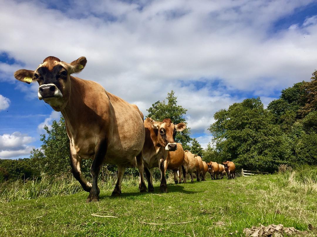 Support THE CALF AT FOOT DAIRY school a Social Enterprise