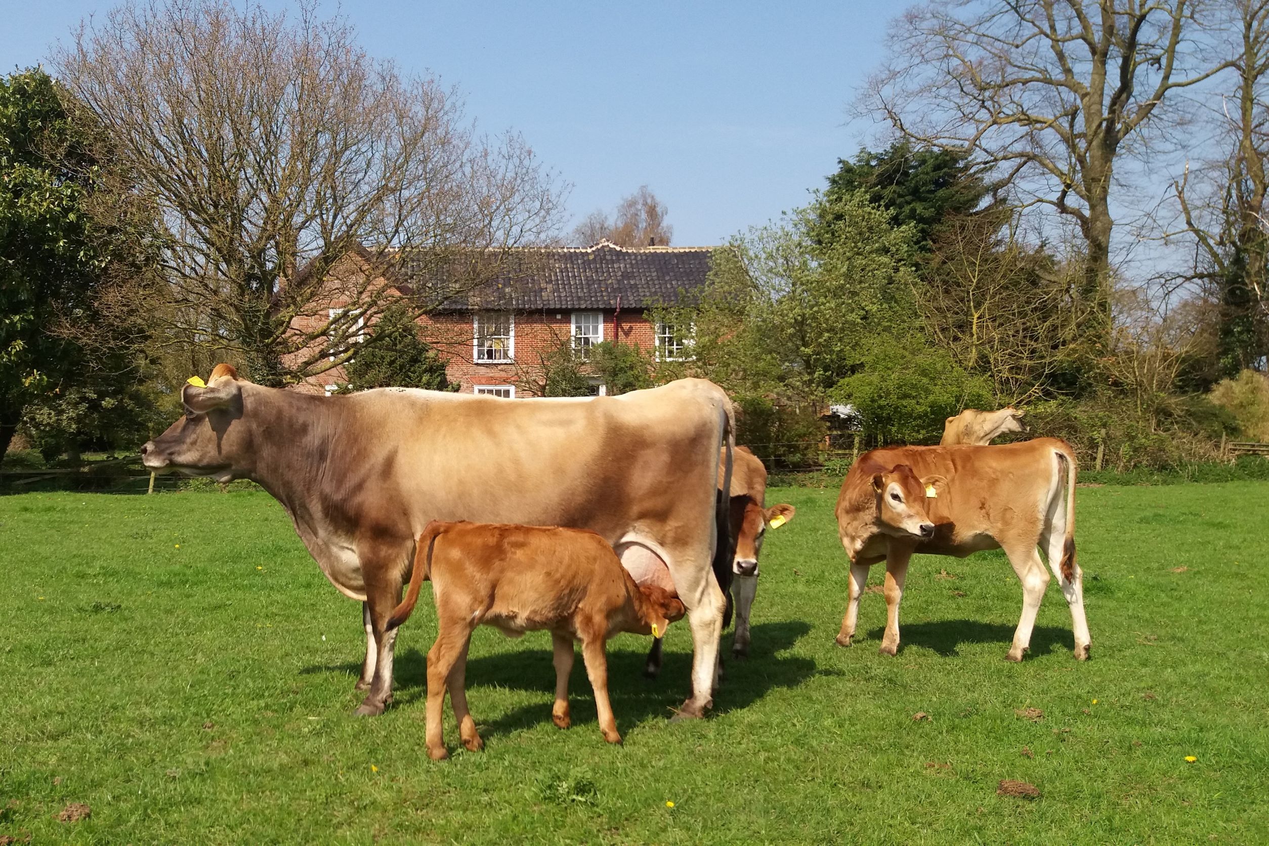 Support THE CALF AT FOOT DAIRY school a Social Enterprise