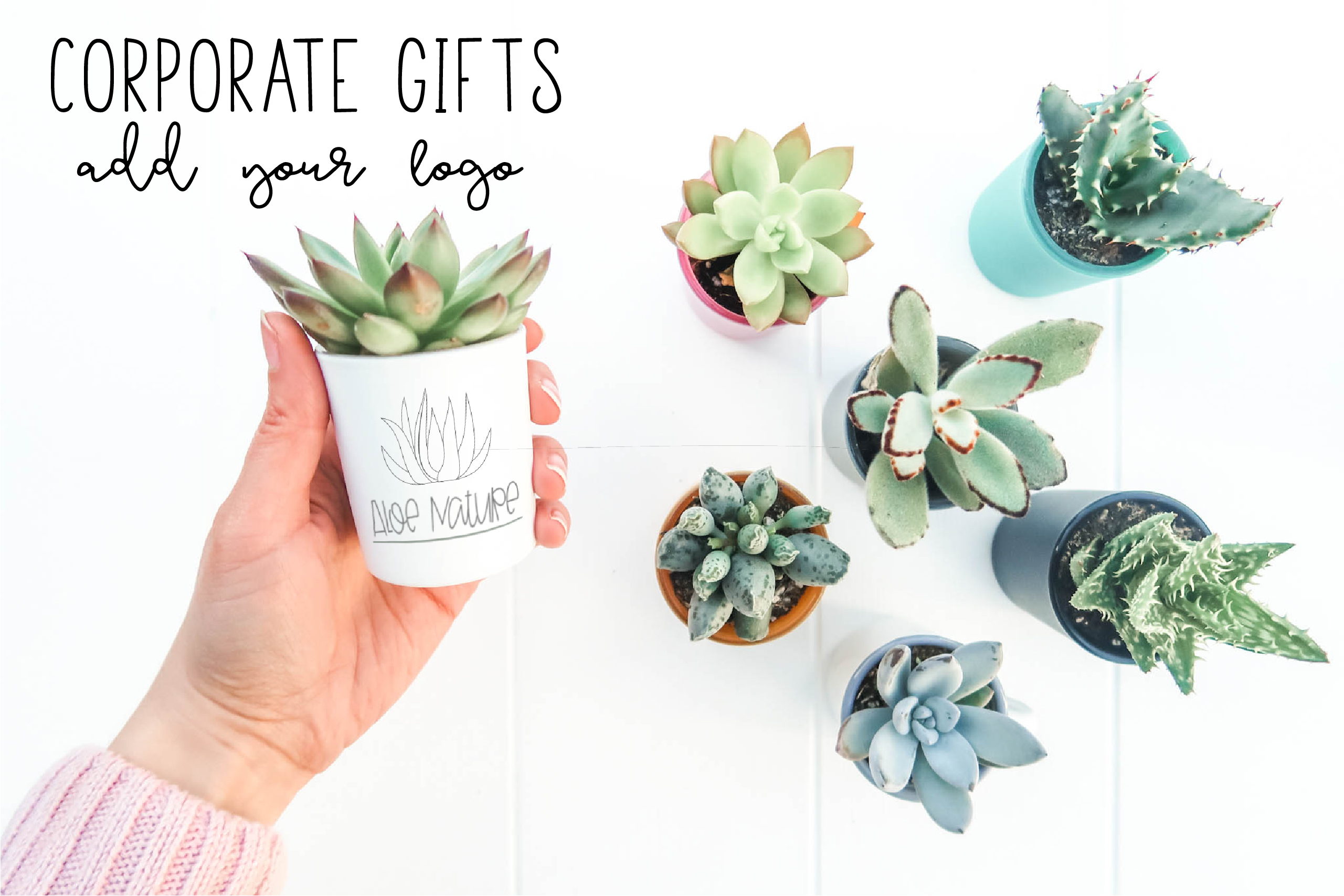 Small Plant Gifts that give back in a Big way a Environment