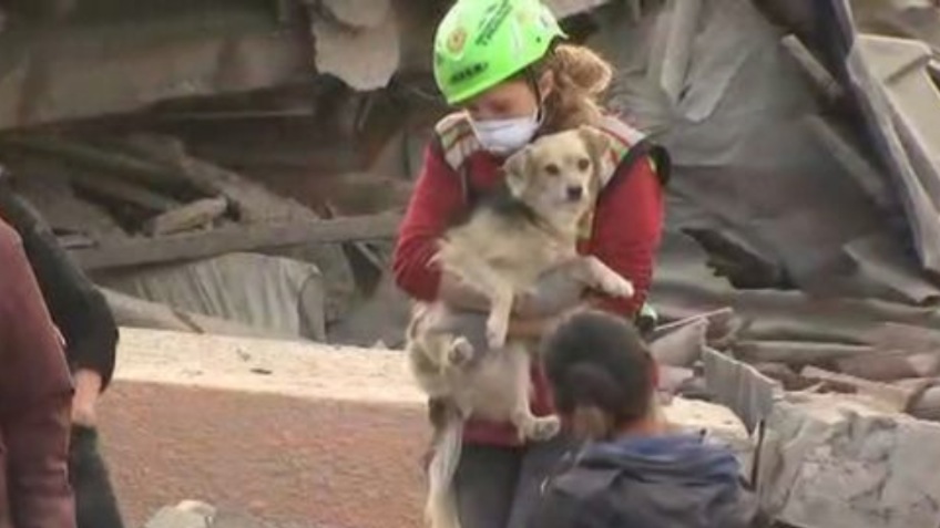 For The Displaced Pets of The Italian Earthquake
