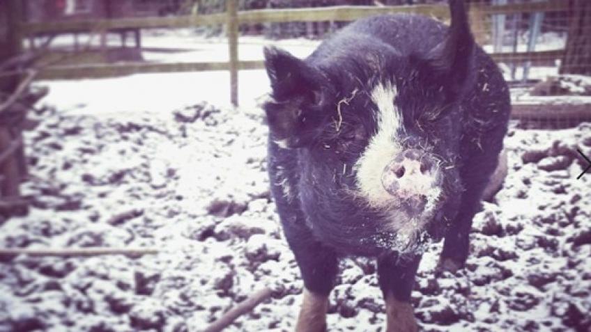 Winter Fundraiser for SOUTHAMPTON CITY FARM