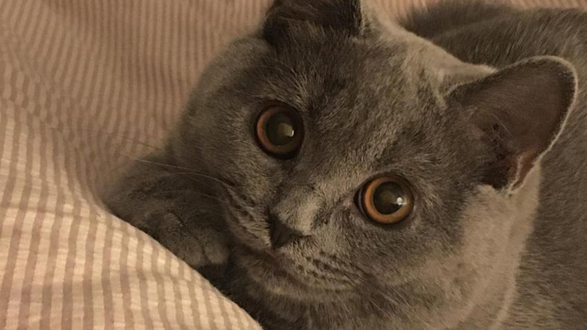 buy british blue cat