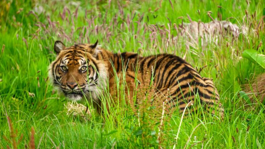 Manor Wildlife Park needs you!