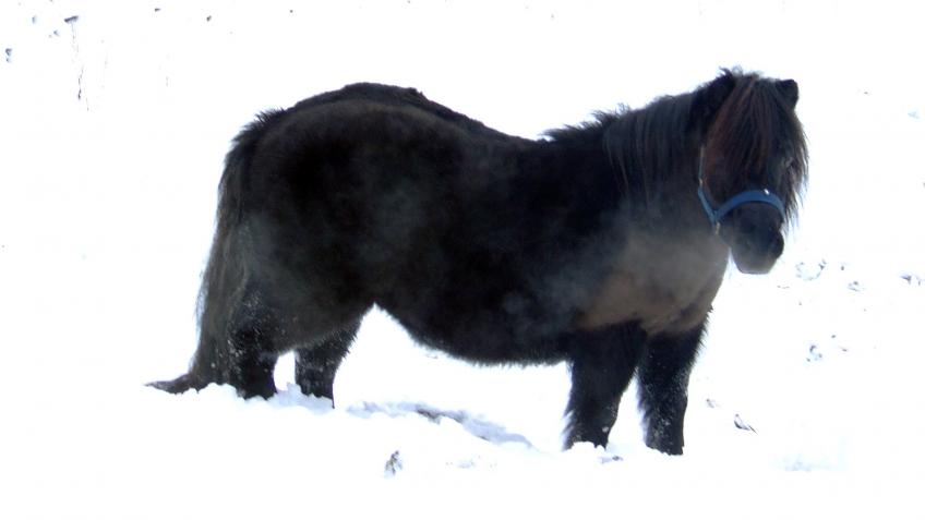Help us feed our RDA ponies through lockdown