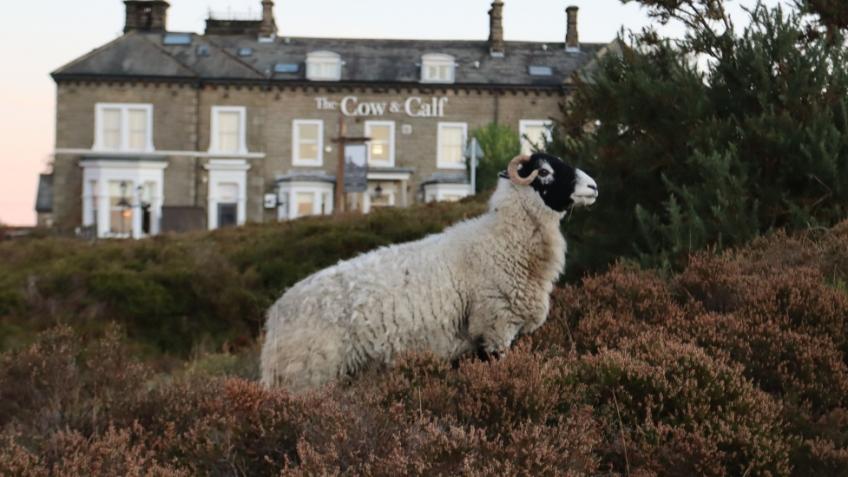 Support baa ram ewe through Covid19