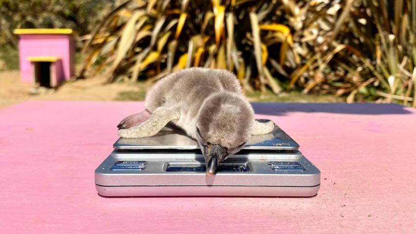 Peak Wildlife Park Needs You!