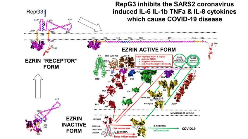RepG3 COVID peptide therapeutic