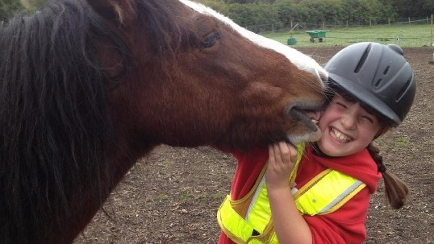 holistic horse and pony centre ockham holistic horse and pony centre ockham