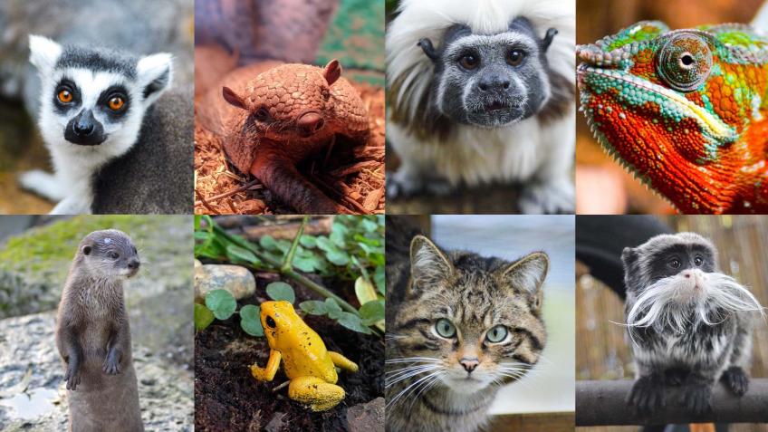 Battersea Park Childrens Zoo Crowdfunder