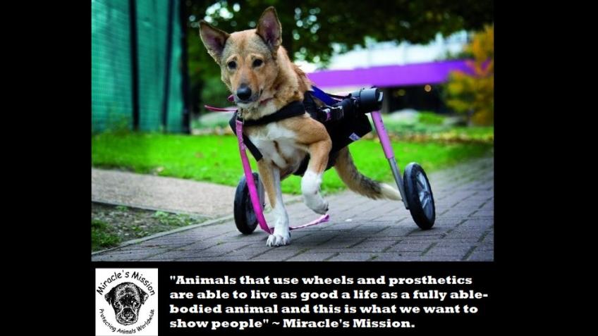 Help Miracle's Mission Enable Disabled Animals