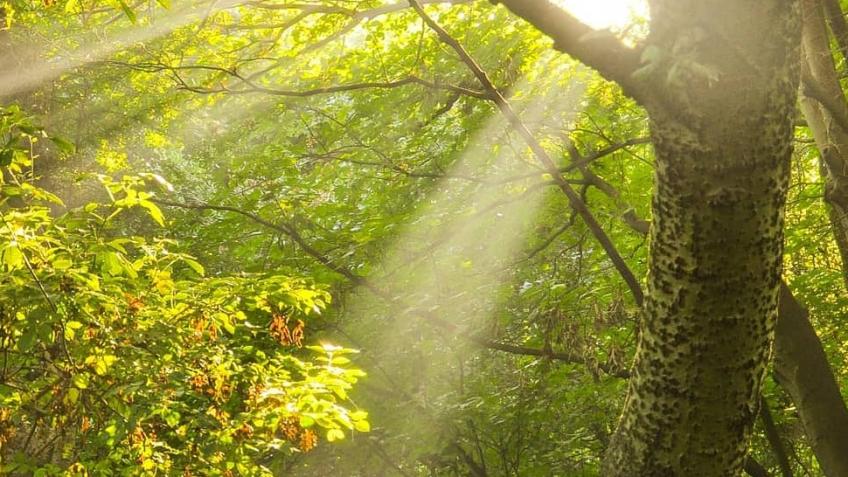 Mental health and emotional wellbeing.