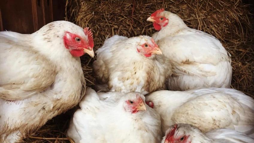 Name our Cornish Chooks!