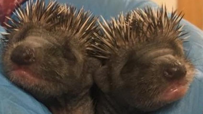 Prickles Covid 19 Charity Appeal